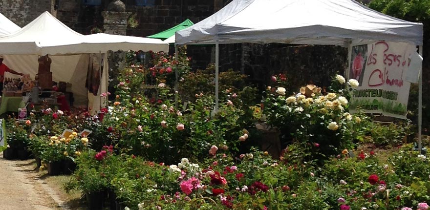 activités autour des roses anciennes