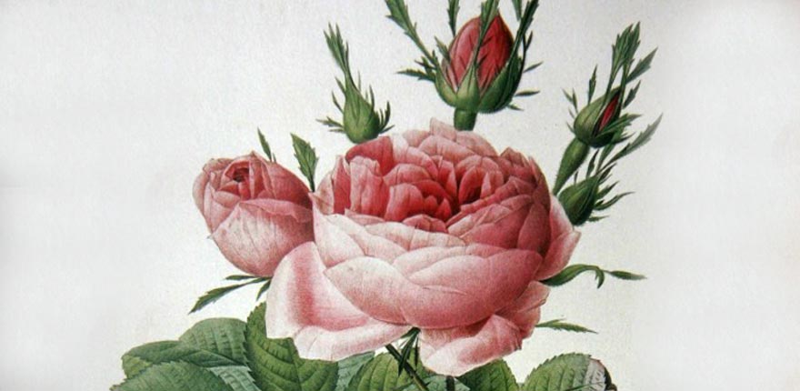 histoire de la rose ancienne