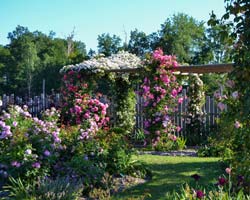 Pascal PINEL et  Jérôme RATEAU, Les Roses Anciennes André Eve en 2022 : Créateurs, Collectionneurs, Jardiniers