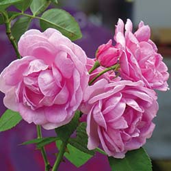 Pascal HEITZLER, Exploration de la filiation des roses anciennes à La Réunion