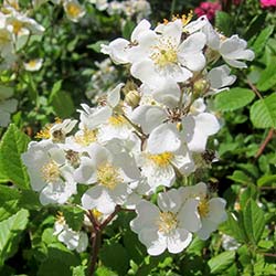 Dominique MASSAD, Les roses botaniques et leur apport dans la création des roses pour nos jardins