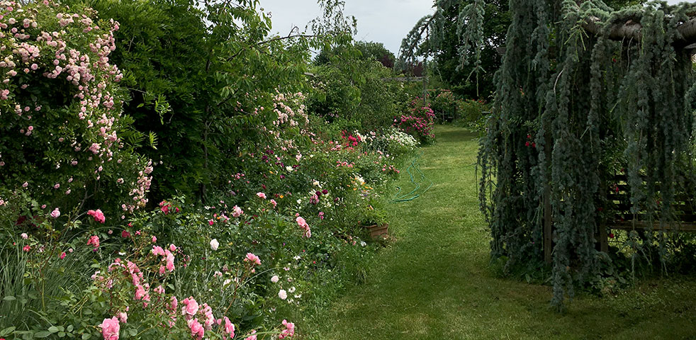 A small town garden