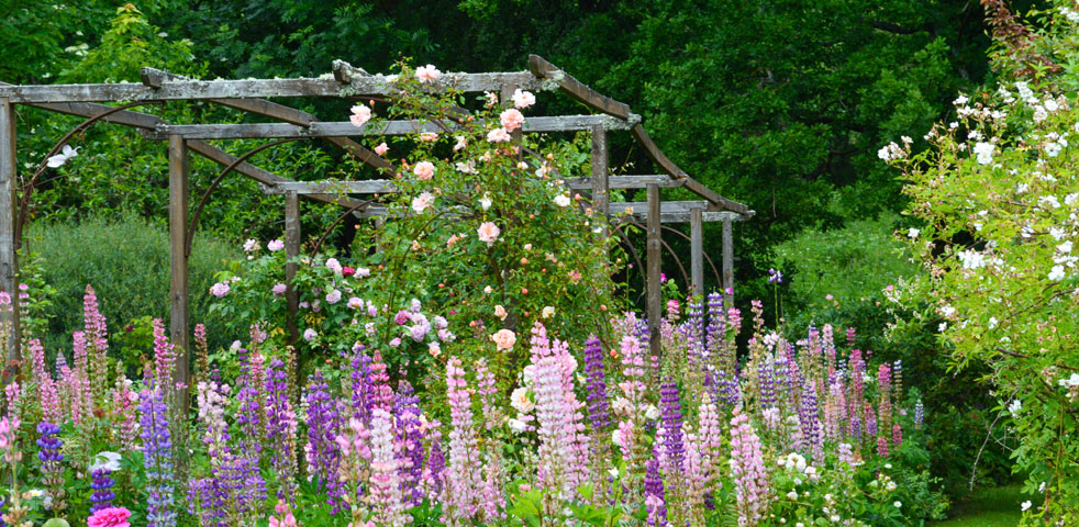 La rose des prairies