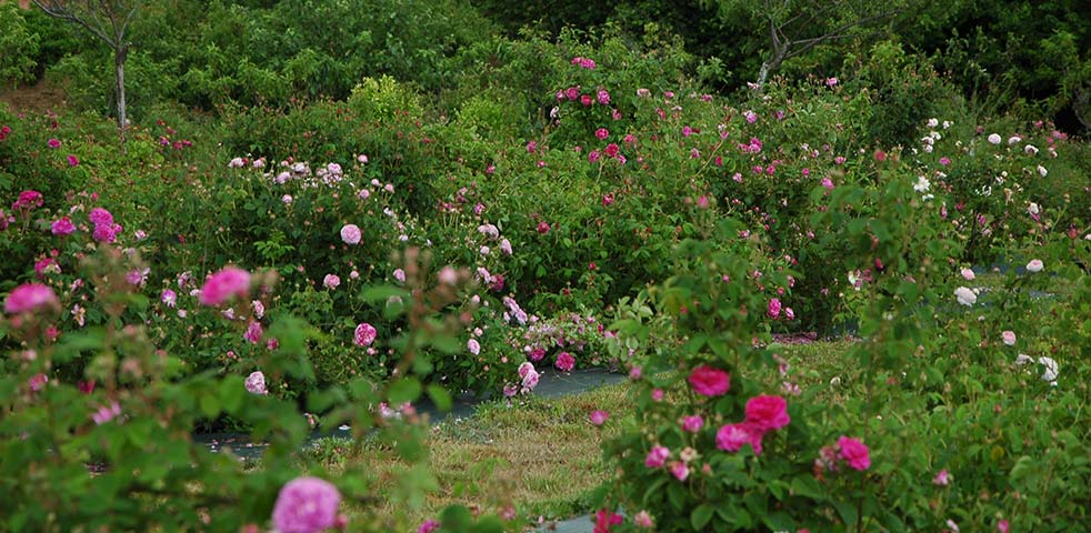 Jardin collection Le Clos de Nuits