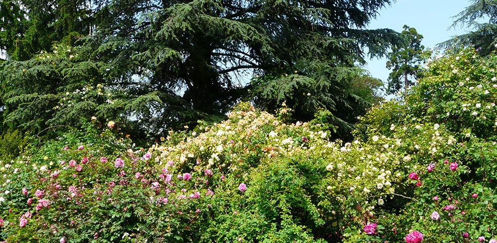 Les roses de Margot - Jardin de l'Hermitage