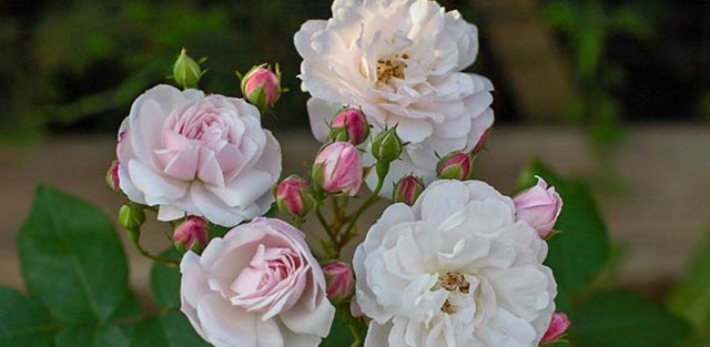 Heritage rose 'Blush Noisette'