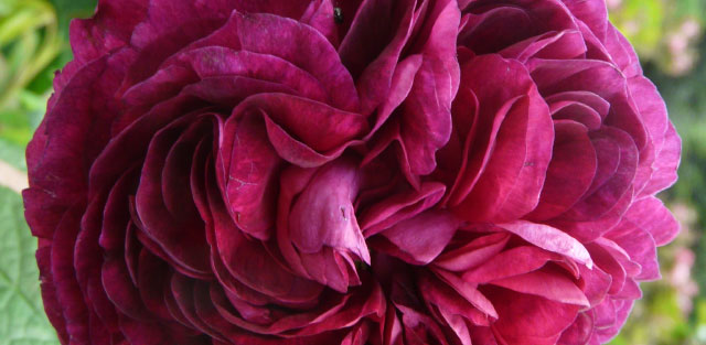 Rose ancienne 'Charles de Mills'