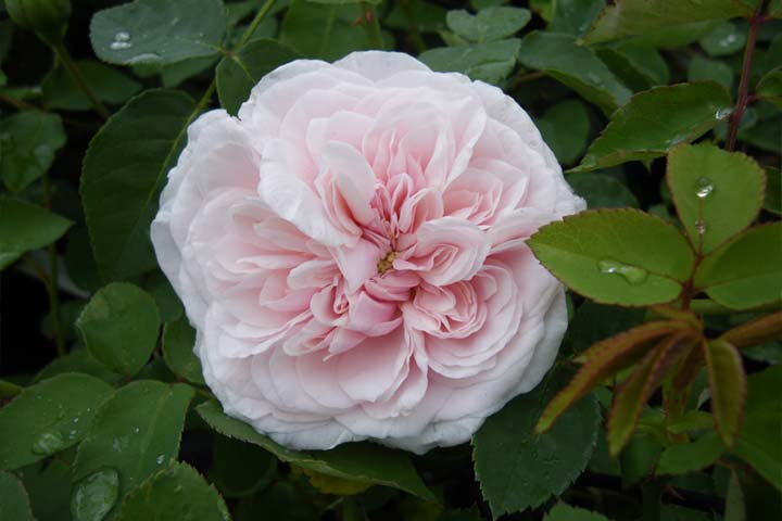 'Souvenir de la Malmaison', Jacotot, France, 1853