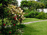 'Safrano' and red China rose