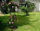 'Zéphirine Drouhin