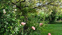 Vue générale du jardin