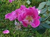 <i>Rosa rugosa</i>