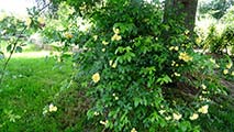 <i>Rosa banksiae Lutea</i>