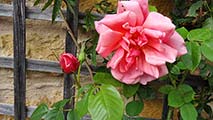 'Mme Edouard Herriot'