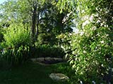 'Paul's Himalayan Musk Rambler'