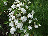 'Paquerette'