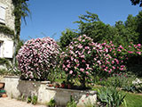 'Pink Bells' and 'Raubritter'