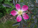 <i>Rosa glauca</i>