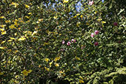 'Helen Knight' and <i>Rosa indica major</i>