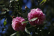 <i>Rosa indica major</i>