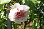 'Madame Jules Bouche Climbing'