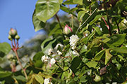 <i>Rosa Banksia Alba Plena</i>