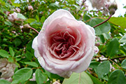 'Mademoiselle Cécile Brünner Climbing'