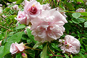 'Mademoiselle Cécile Brünner Climbing'