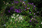 Clematis Jackmanii and 'Thalia'