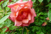 'Comtesse du Cayla'