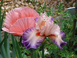 Iris Poésie and Eastern Poppy
