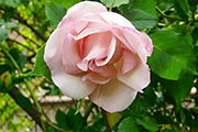 'Lady Waterlow'