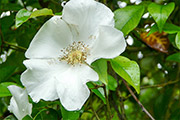 <i>Rosa laevigata</i>