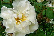 'Paula Vapelle'