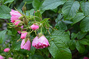 'Pink Grootendorst'