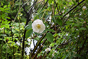 <i>Rosa dupontii</i>