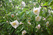 <i>Rosa dupontii</i>