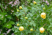 <i>Rosa foetida</i> 'persiana'