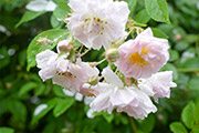 <i>Rosa woodsii</i>