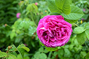 'Rose du Roi à fleurs pourpres'