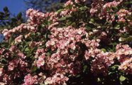 Seedlings of 'Maria Lisa'