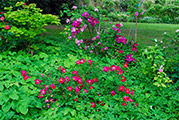 'Summer Wine' and Epimedium