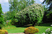 'Venusta pendula' in its cedar