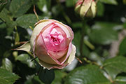 'Pierre de Ronsard'