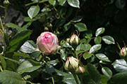 'Pierre de Ronsard'