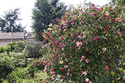 -<i>Rosa mutabilis</i>