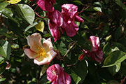 -<i>Rosa mutabilis</i>