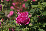 'Zéphirine Drouhin'