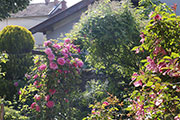 'Zéphirine Drouhin' et <i>Rosa mutabilis</i>