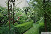 'Abraham Darby' and, in the back, 'Auguste Gervais'